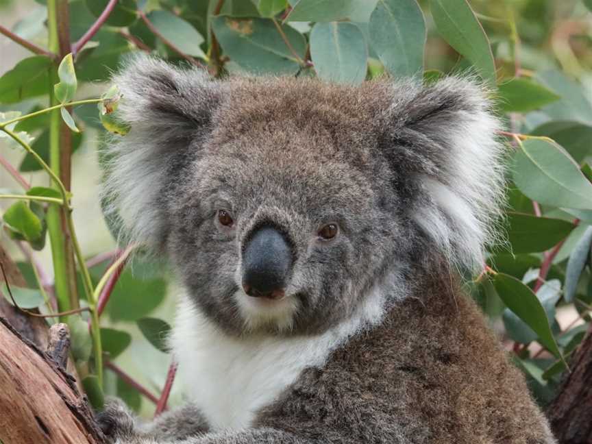 Gorge Wildlife Park, Cudlee Creek, SA