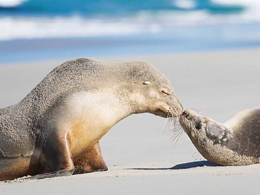 Seal Bay Conservation Park, Seal Bay, SA