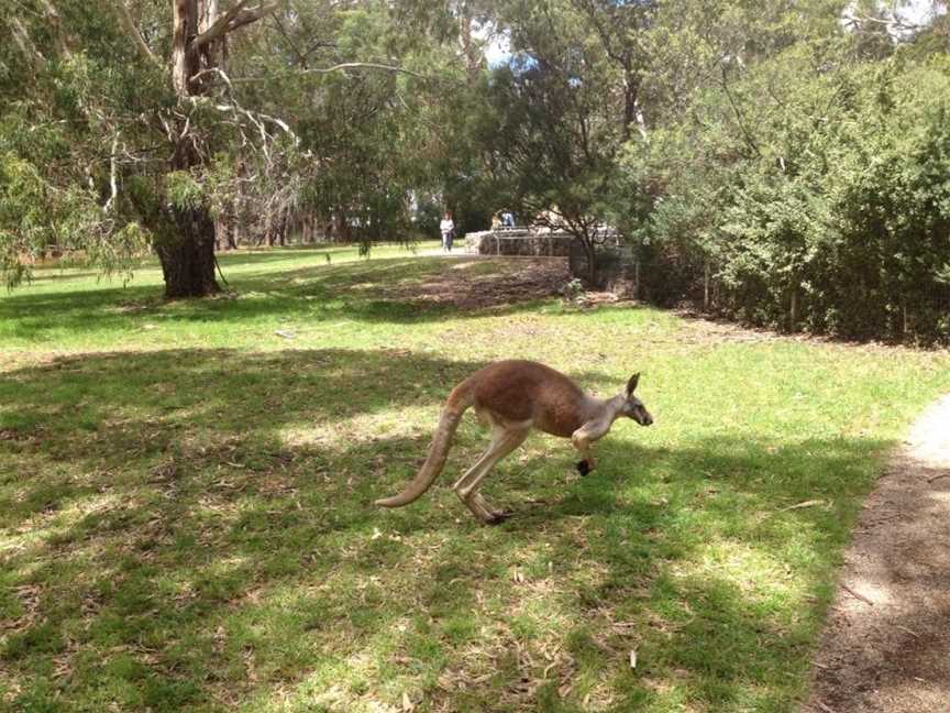 Cleland Wildlife Park, Crafers, SA