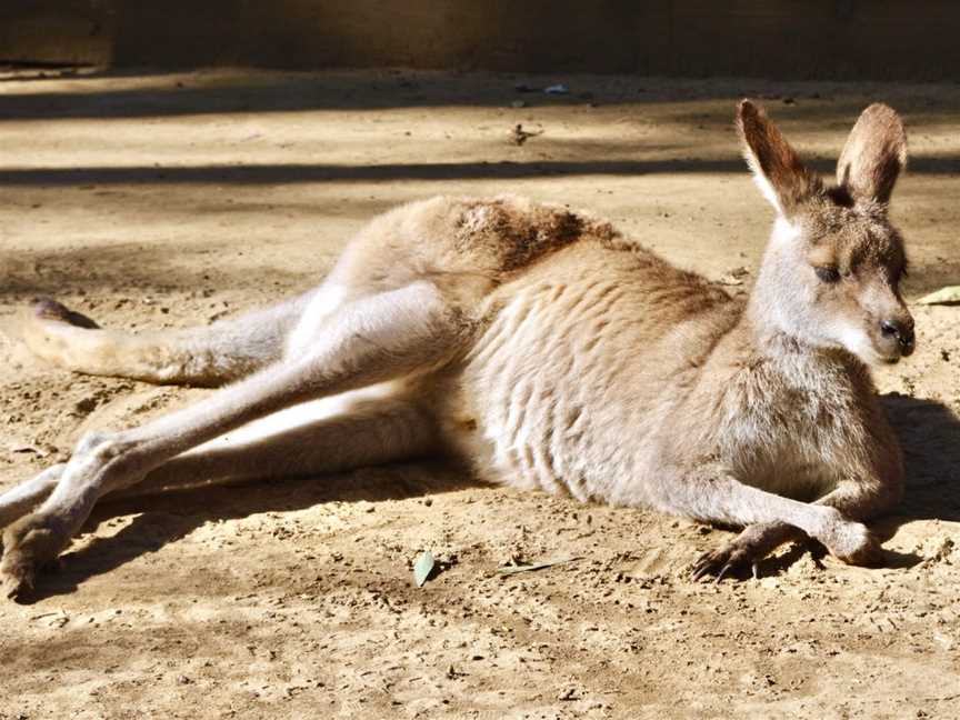 Koala Park Sanctuary Sydney, West Pennant Hills, NSW