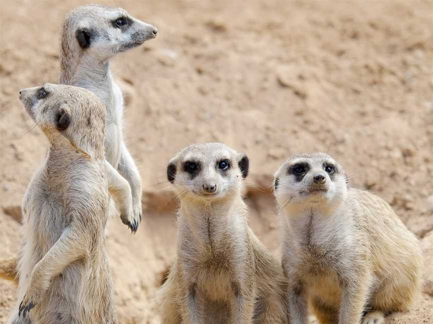 Halls Gap Zoo, Halls Gap, VIC