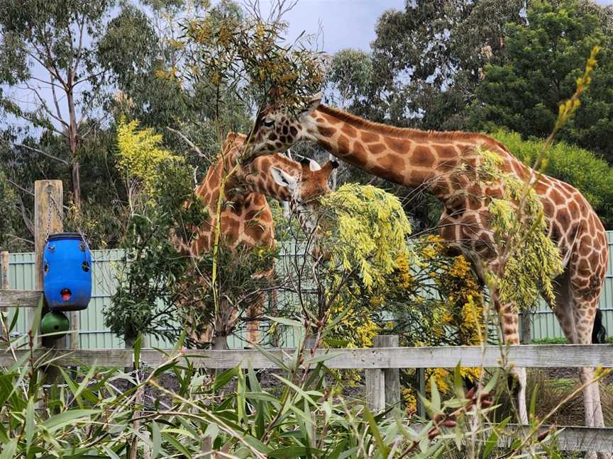 Halls Gap Zoo, Halls Gap, VIC