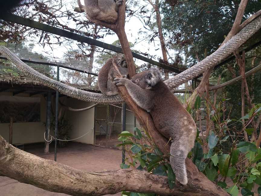 Shoalhaven Zoo And Adventure World, North Nowra, NSW