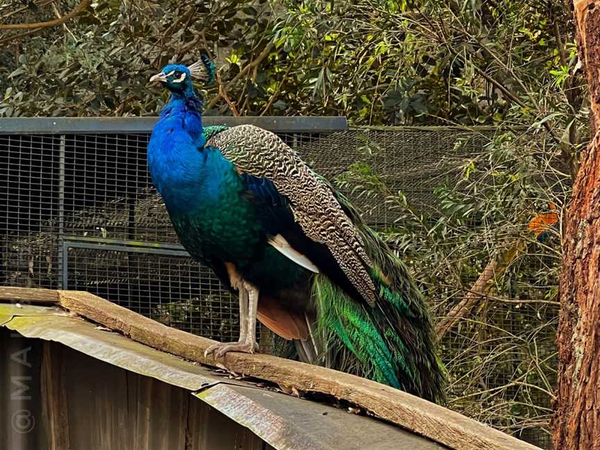 Shoalhaven Zoo And Adventure World, North Nowra, NSW