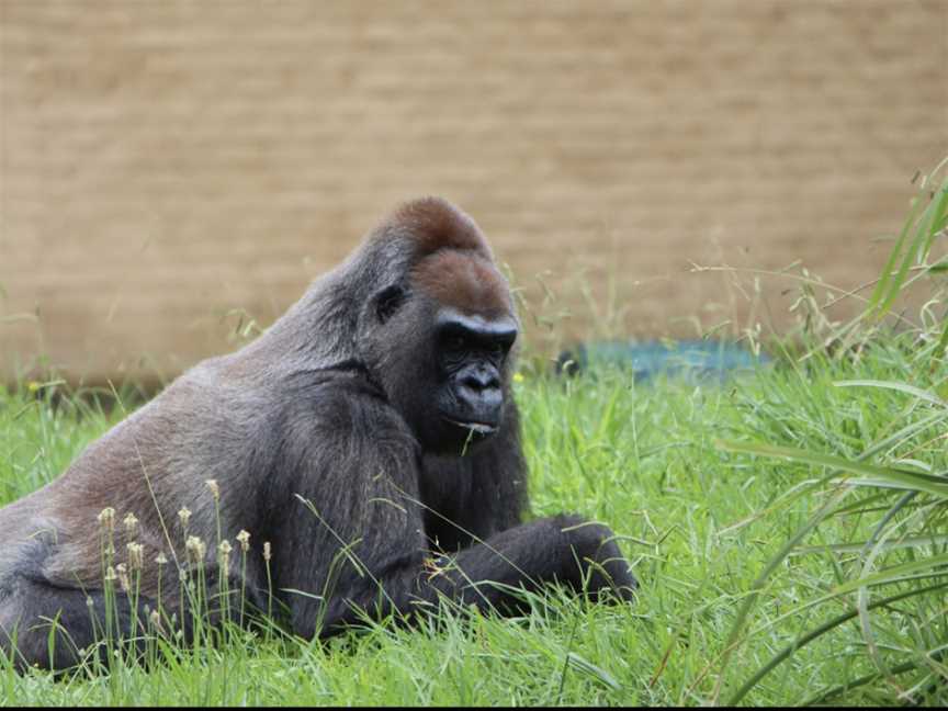 Mogo Wildlife Park, Mogo, NSW