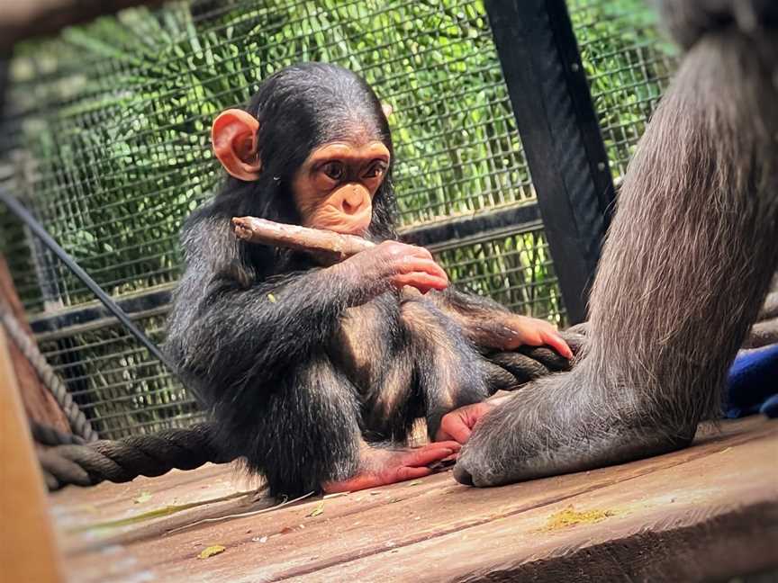 Rockhampton Zoo, West Rockhampton, QLD