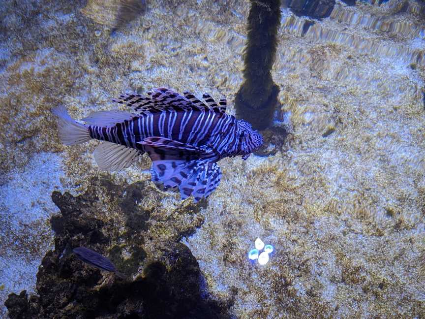 Ocean Park Aquarium, Denham, WA