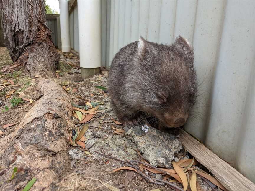 Tasmania Zoo, Riverside, TAS