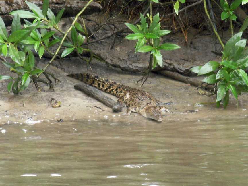 Daintree National Park, Cape Tribulation, QLD