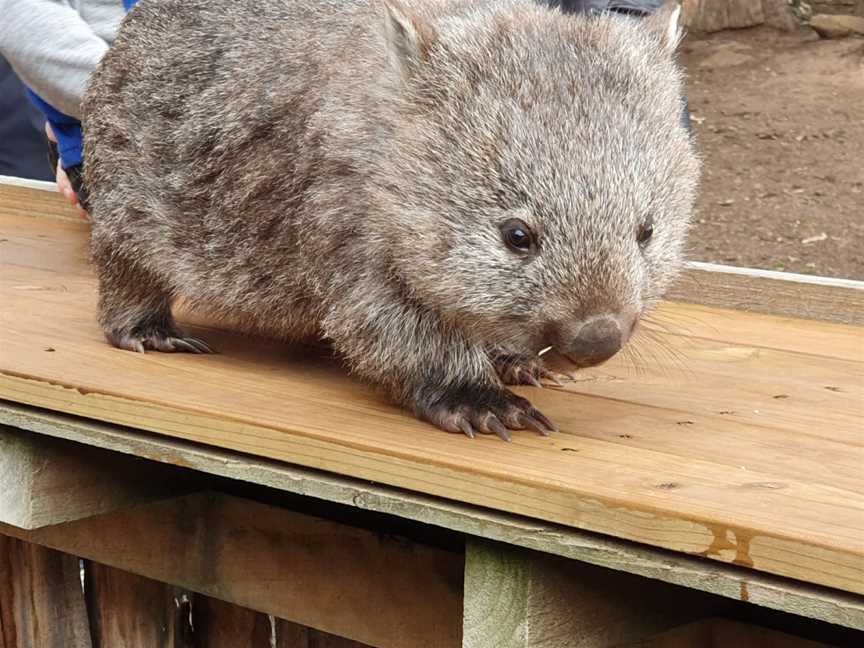 Trowunna Wildlife Sanctuary, Mole Creek, TAS