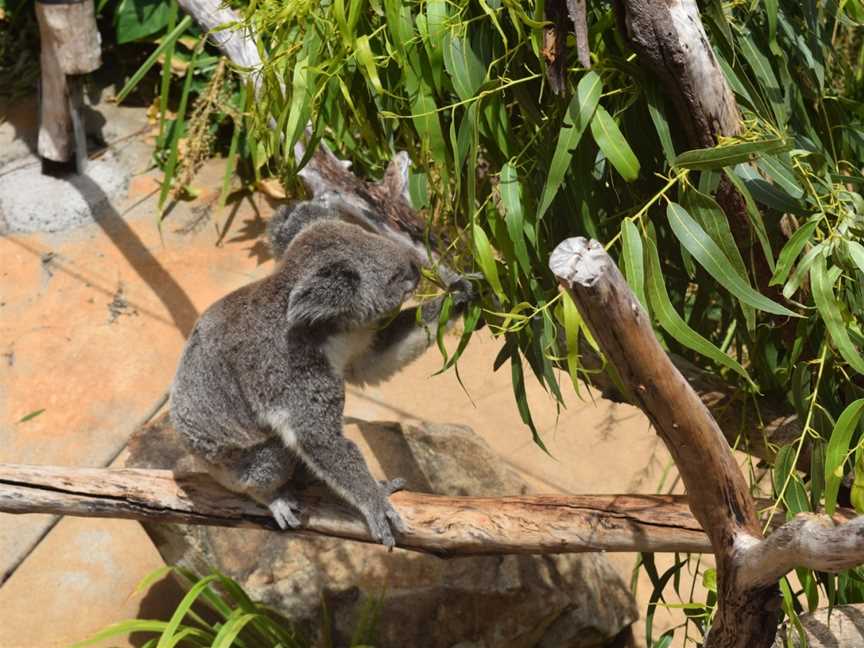 Hamilton Island Wildlife, Hamilton Island, QLD