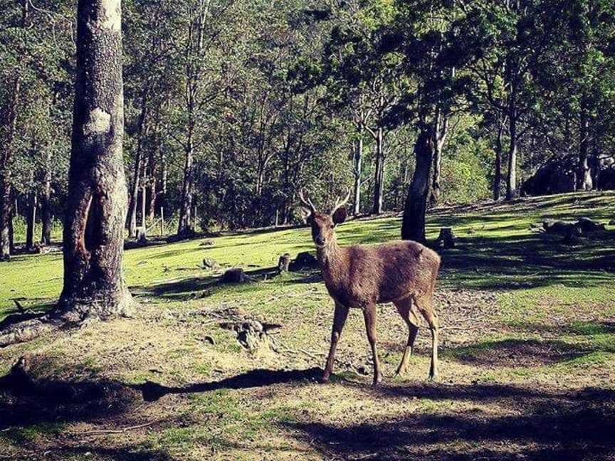 Lyell Deer Sanctuary, Mount Samson, QLD