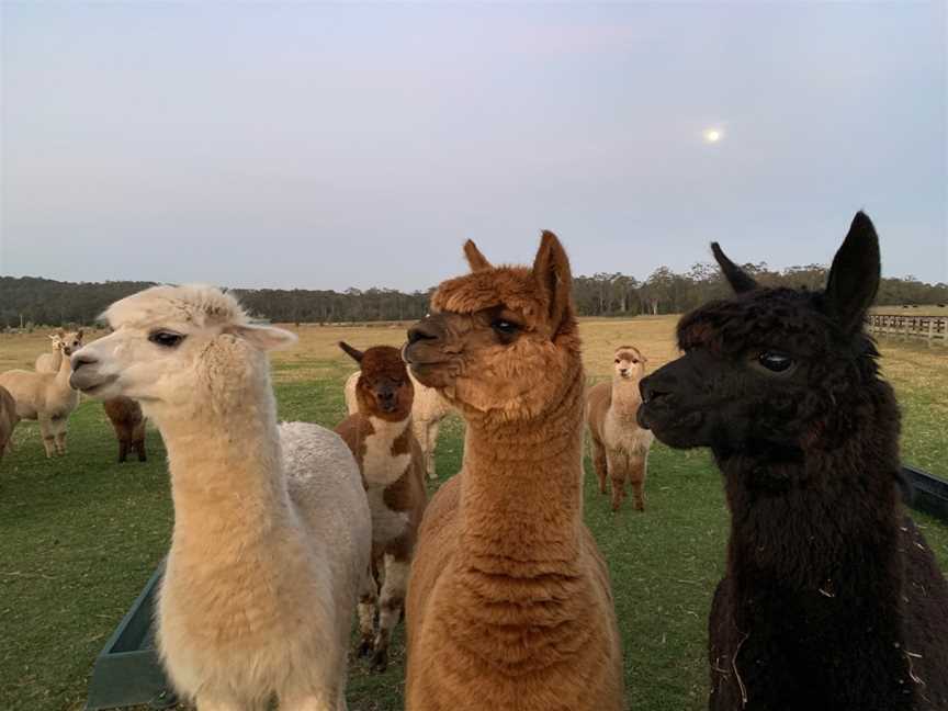 Iris Lodge Alpacas, Jilliby, NSW