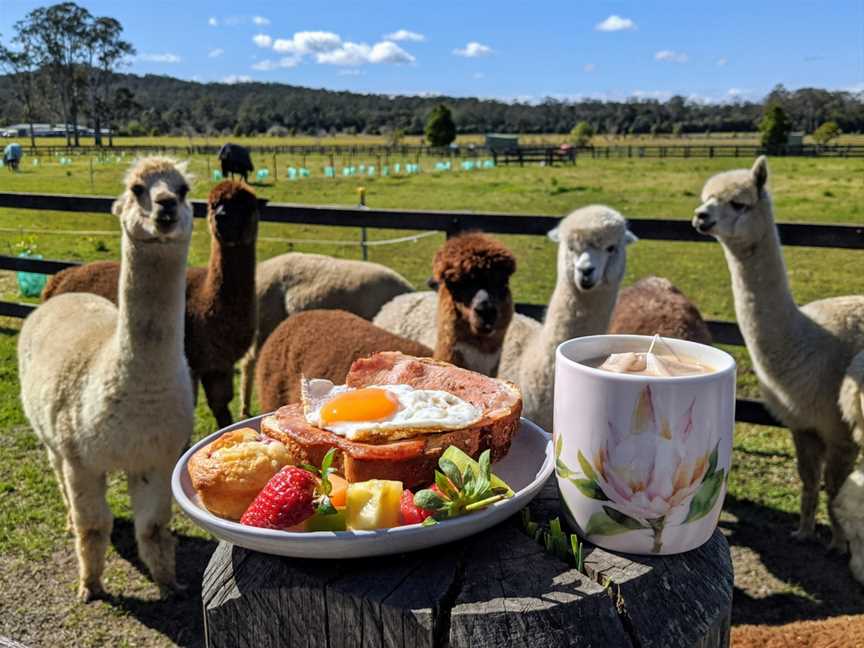 Iris Lodge Alpacas, Jilliby, NSW