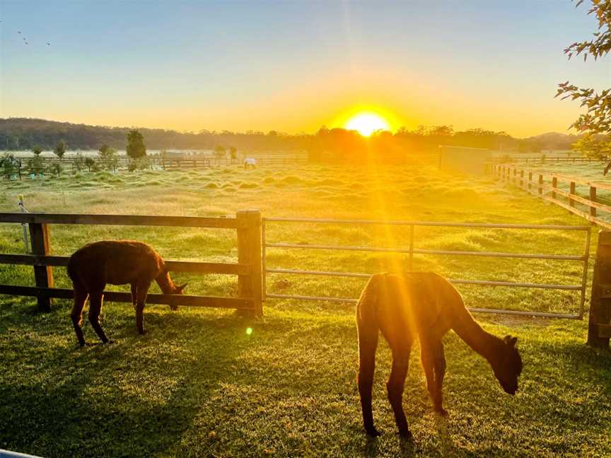 Iris Lodge Alpacas, Jilliby, NSW