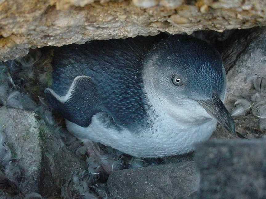 Penguin Observation Centre, Burnie, TAS