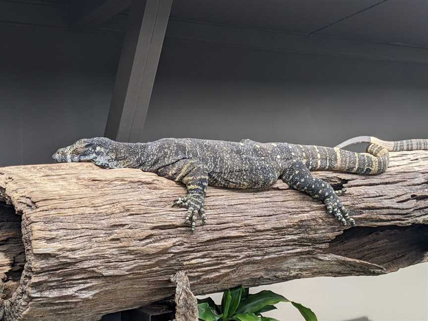 Reptile World, Coffs Harbour, NSW