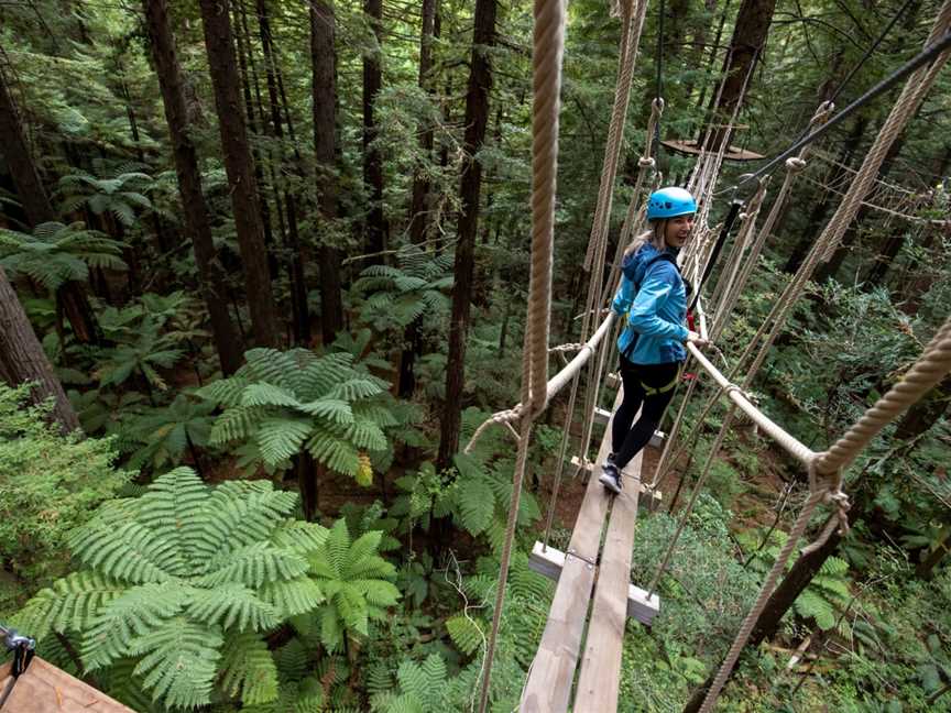 Redwoods Treewalk, Whakarewarewa, New Zealand