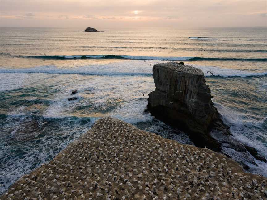 Muriwai Beach, Waitakere, New Zealand