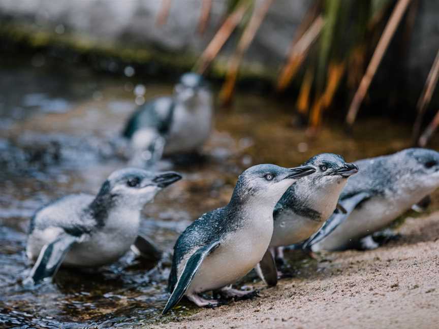 The National Aquarium of New Zealand, Napier South, New Zealand