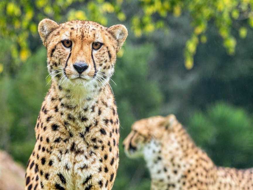 Hamilton Zoo, Baverstock, New Zealand