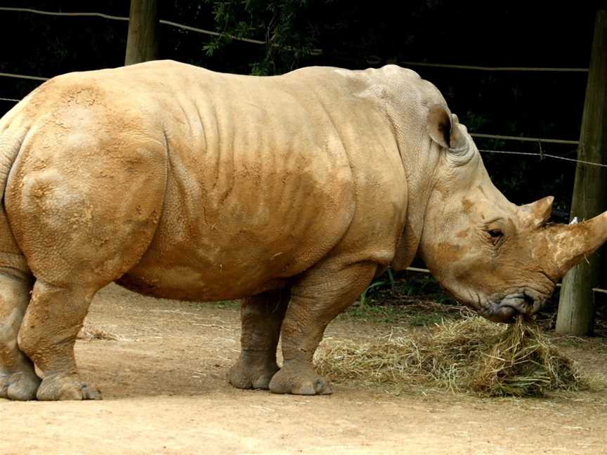 Hamilton Zoo, Baverstock, New Zealand