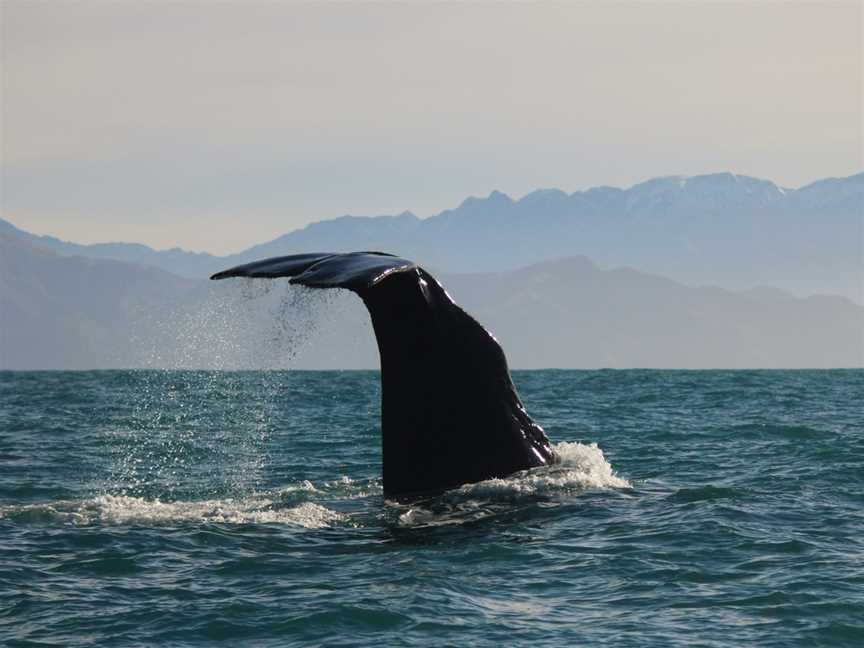 Whale Watch Kaikoura, Kaikoura, New Zealand