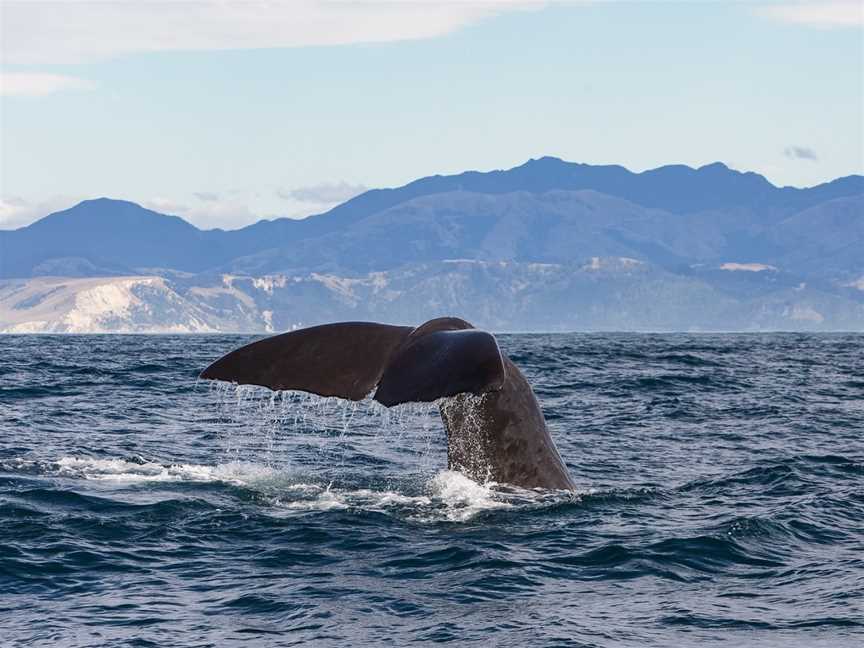 Whale Watch Kaikoura, Kaikoura, New Zealand