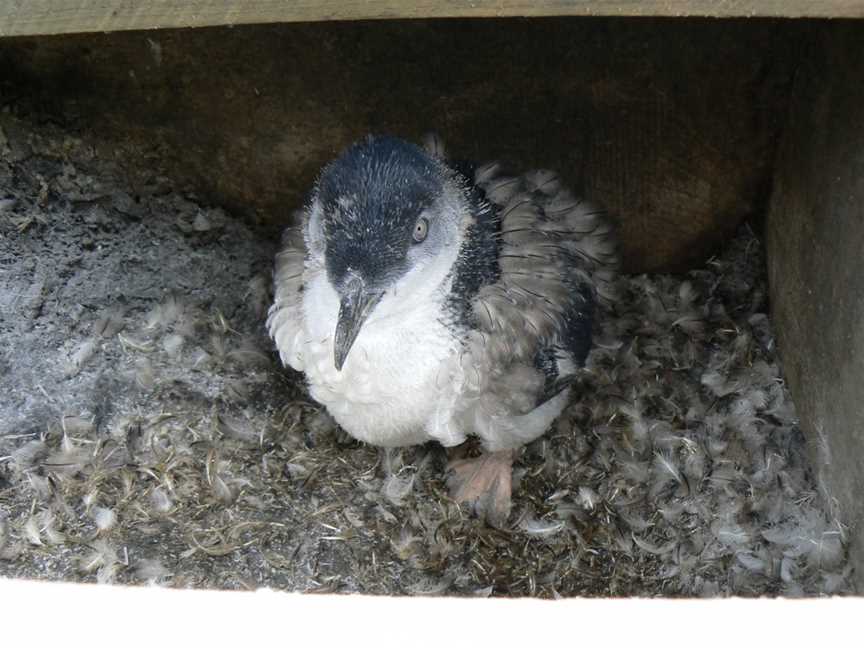 Oamaru Blue Penguin Colony, South Hill, New Zealand