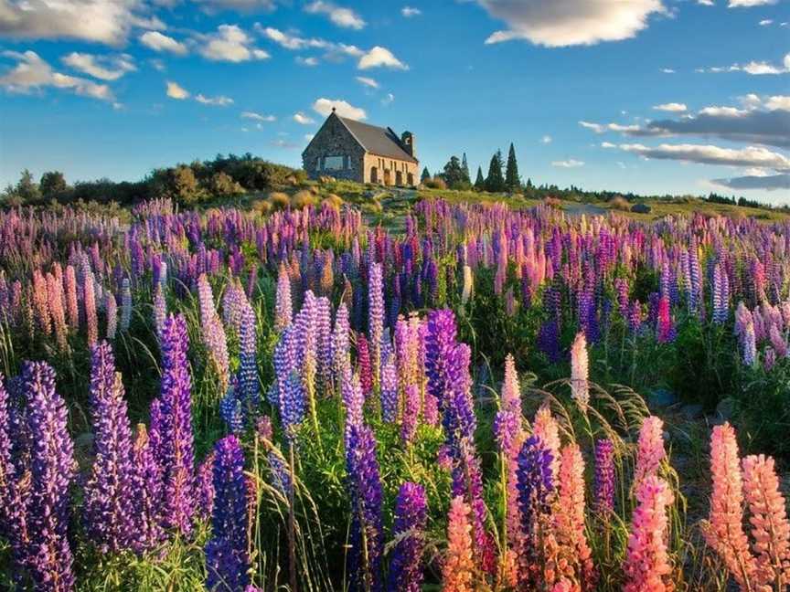 Lupins Flower-sea, Tekapo, New Zealand