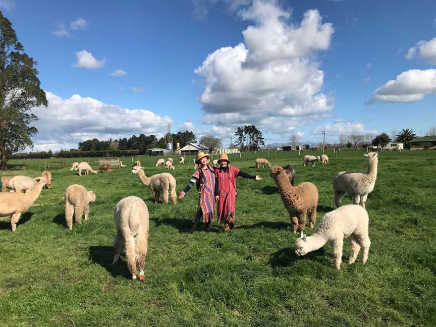 Cornerstone Alpacas Ltd., Gordonton, New Zealand