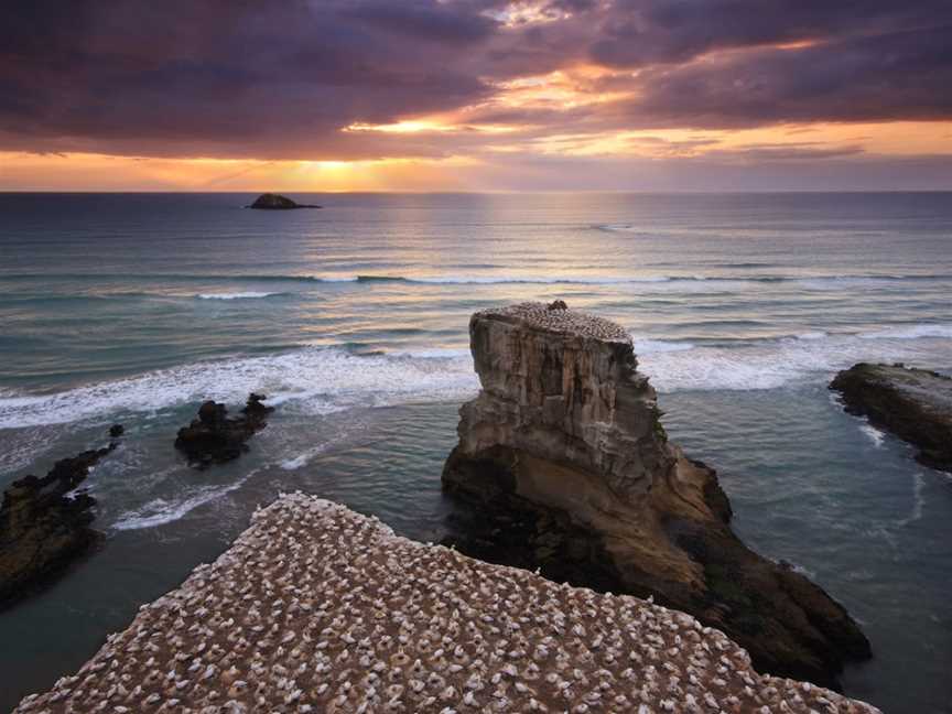 Muriwai Gannet Colony Lookout, Muriwai, New Zealand