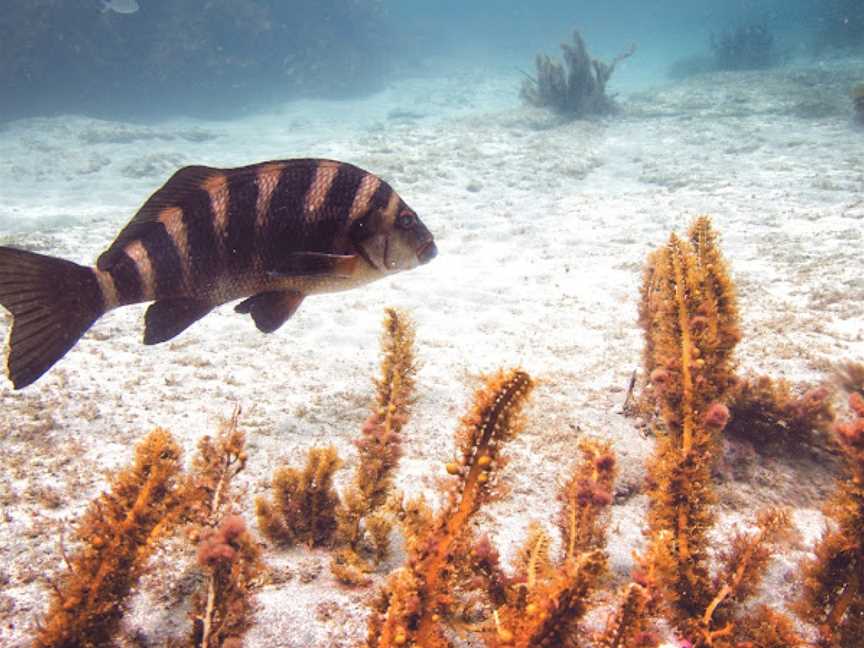 Goat Island Dive & Snorkel, Leigh, New Zealand