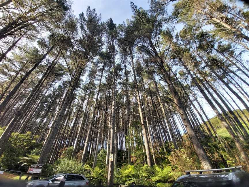 Adventure Forest, Glenbervie, New Zealand