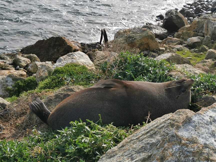 The Mole (sea wall), Portobello, New Zealand