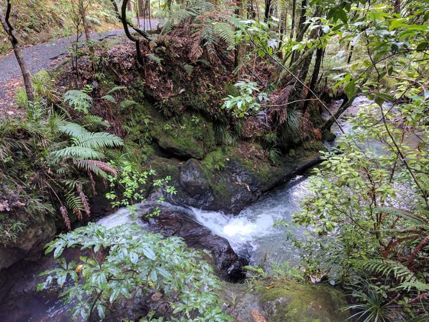 Waiau Kauri Grove, Coromandel, New Zealand