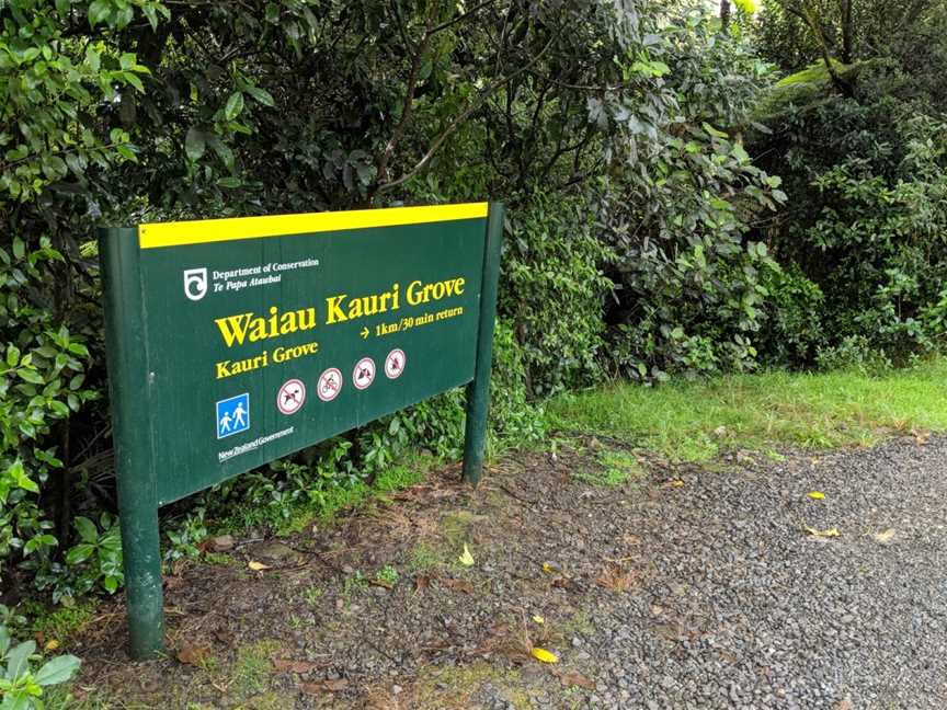 Waiau Kauri Grove, Coromandel, New Zealand