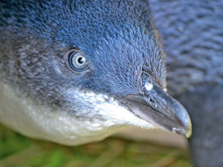 Blue Penguins Pukekura, Harington Point, New Zealand