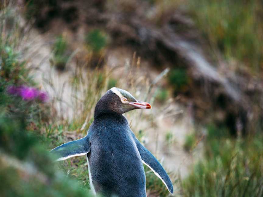 Monarch Wildlife Cruises & Tours, Dunedin, New Zealand