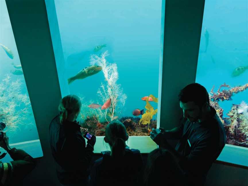 Milford Sound Underwater Observatory, Fiordland, New Zealand