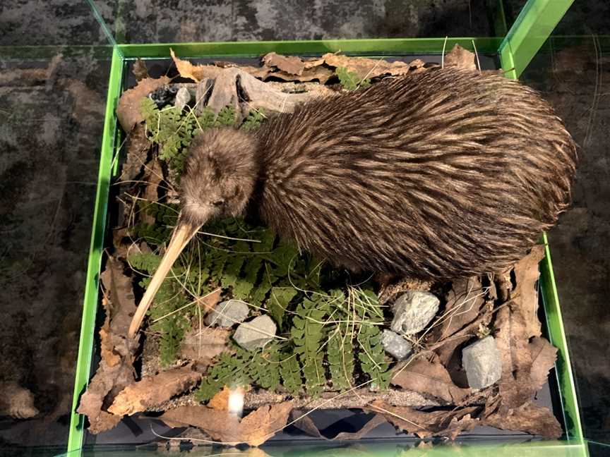 The National Kiwi Hatchery, Fairy Springs, New Zealand