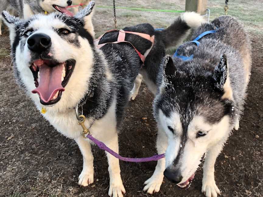 Timberline Racing Siberian Huskies, Rotorua, New Zealand