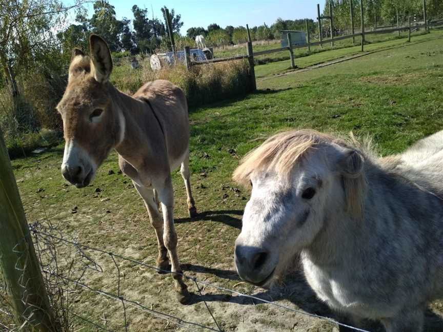 Famlan Farm Park, Claremont, New Zealand