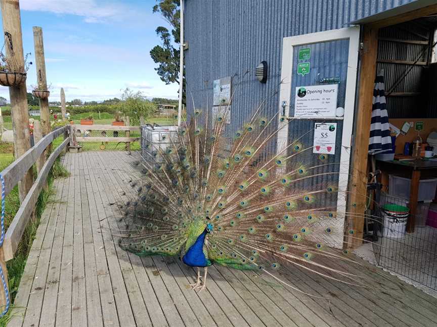 Famlan Farm Park, Claremont, New Zealand