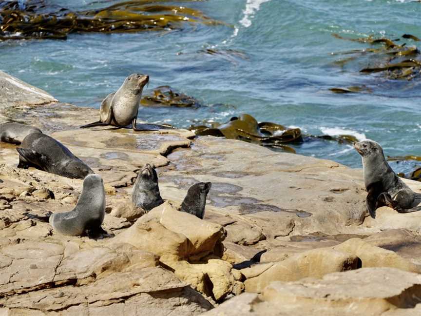 Fur seal viewing walk, Palmerston, New Zealand