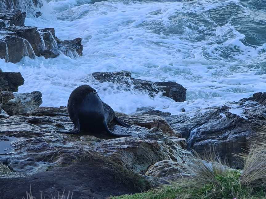 Fur seal viewing walk, Palmerston, New Zealand