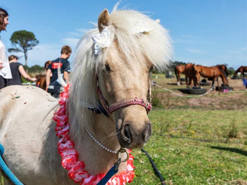 Waipu Horse Adventures, Waipu, New Zealand