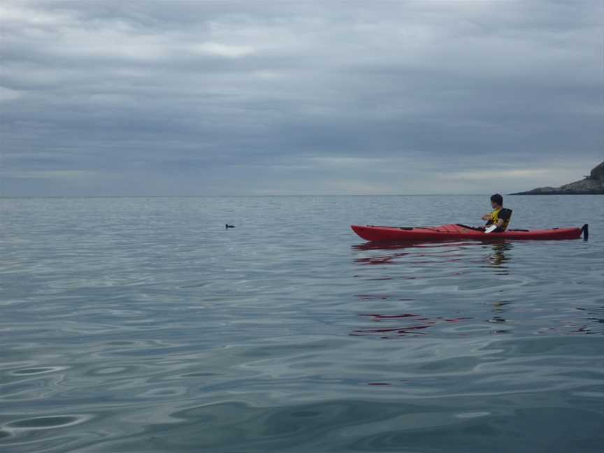 Eden Wildlife Cruises & Sea Kayaking, Otakou, New Zealand