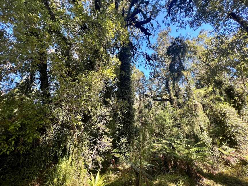 Swamp Forest Walk, Haast, New Zealand