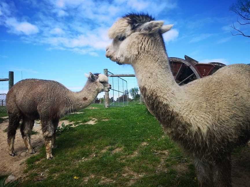 Gem Alpaca Stud, Fairlie, New Zealand